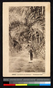 Road through palm trees, Amadi, Congo, ca.1920-1940