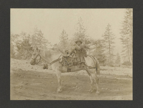 Log dog carrier and horse