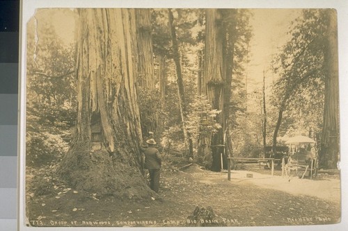 Group of redwoods, Sempervirens Camp, Big Basin Park. No. 872