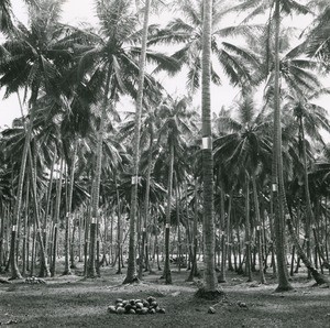 A cultivated coconut plantation