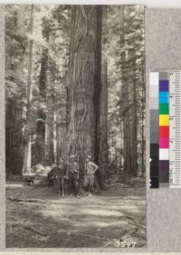 Austin, Fritz and Bryant at the point of the "Flatiron Tree", Bull Creek Flat, Humboldt County. This tree is 16 feet across the broad side, 3 ft. across the side shown in this picture and may be two or more trees grown together. Metcalf, 1925