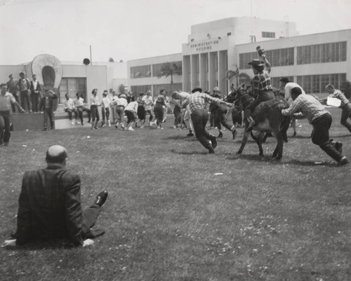"Western Day" donkey race at Pepperdine College, 1955
