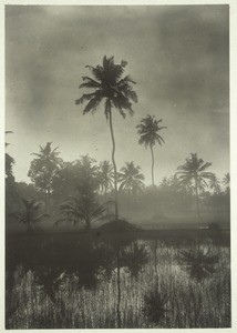 Coconut palm and ricefield