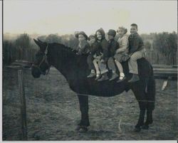 Six unidentified children riding a mule bareback in a fenced in area circa 1950s