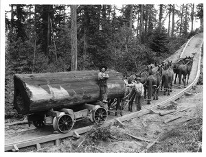 Logging railway with a wagon being pulled by 8 horses, ca.1902