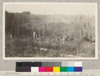 Number 159277 Forest Service. California Barrel Company, Arcata. Cutover land which has been sown to grasses. Virgin stand of Douglas fir. Sitka spruce and western hemlock at left. Scattered remaining trees are redwood and Pt. Orford cedar