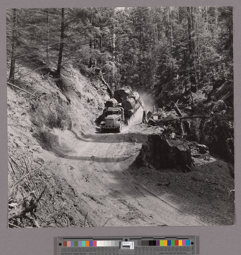 Logging truck carrying a load of redwood logs