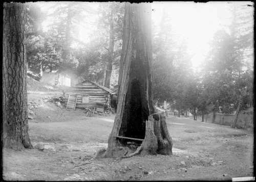 Hollowed tree and log cabin, Mount Wilson