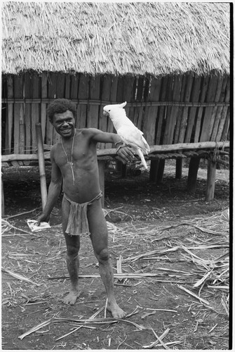 Fainjur: white cockatoo perched on man's arm