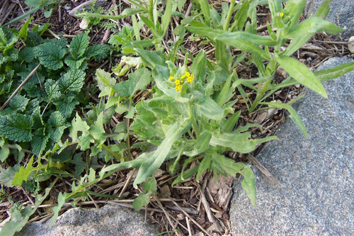 Plant with small yellow flowers