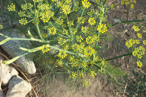 High-angle view of yellow flowers