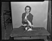 Pomona College student Mildred Ellis conducts experiments with rats, Claremont, 1935