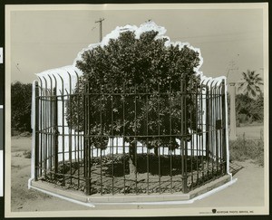 One of the two original navel orange trees in Riverside, ca.1930