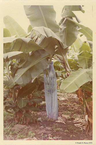 Banana Import Company, Dominican Republic, Pierce Photo 26 © 1971 Frank D. Pierce