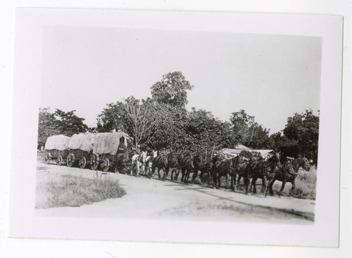 Team of horses hauling logs