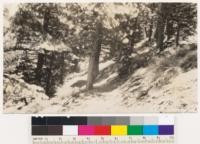 Close up of photograph of white fir and sugar pine reproduction in area shown in No. 244207. Dead whitehorn bushes to be seen under trees