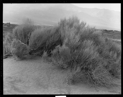 Sand Dune and Grass. South of Bad Water. [Death Valley.] [negative]