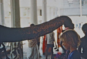 38.- Mission for børn i Indien. Diasserie 1990, "Da jeg blev velsignet af en elefant". Så lagde elefanten snabelen op på hovedet af mig og snaskede lidt rundt i håret. Og så var man blevet velsignet. Først kunne jeg ikke så godt lide det, men vi skulle have nogle gode billeder – og det var jo også meget sjovt
