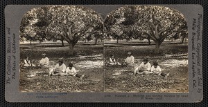 "(158) Walnuts 2. Shelling and picking walnuts by hand, El Monte, Calif.", stereoscopic photograph, 1920s