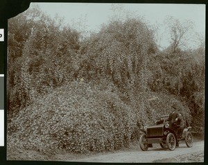 Man in a car next to a fifty-foot high rose bush in Fresno, ca.1910
