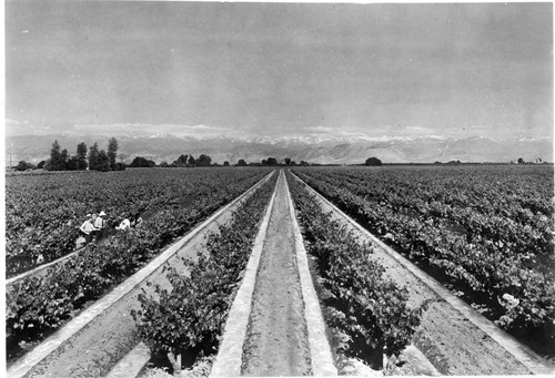 Irrigated Vineyard With Group of People Inspecting Plants