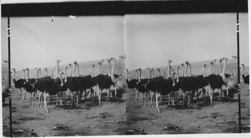 Ostriches on farm near Heliopolis, Egypt