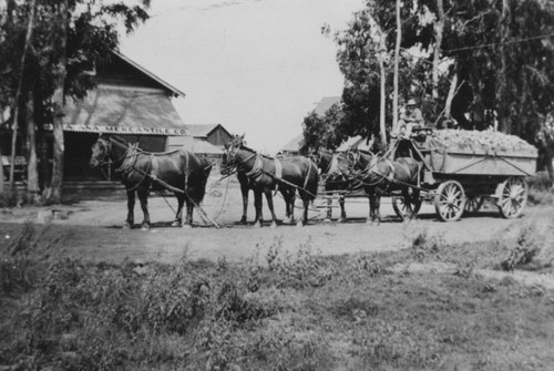 Wagon and team in front of Santa Ana Mercantile Co. store about 1900
