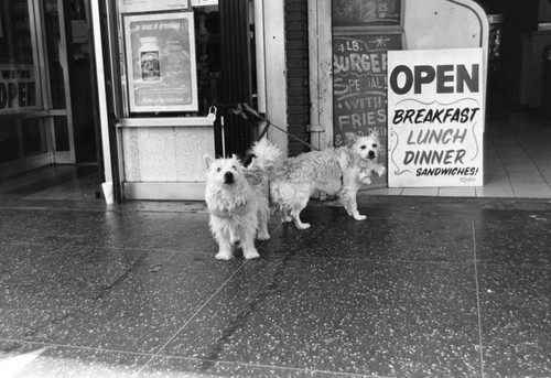 Dogs tied next to diner