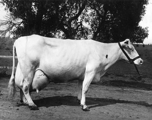 1938 Hester dairy cow