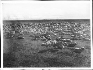 Large flock of sheep laying (mostly) in a field, ca.1900