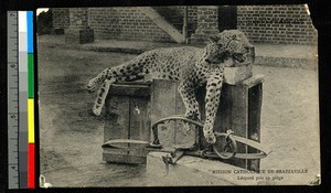 Leopard in trap, Congo, ca.1920-1940