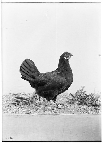 F.L. Sewell, Chicken Show