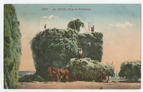 An alfalfa crop in California