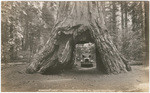 Pioneers Cabin, Calaveras Grove of Big Trees, California