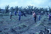 Peoples Temple Members Working in Fields, Jonestown, Guyana