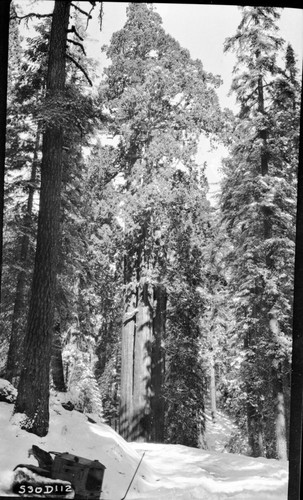 Giant Forest. Construction, Moro Rock Loop Road in snow. Misc Named Giant Sequoias