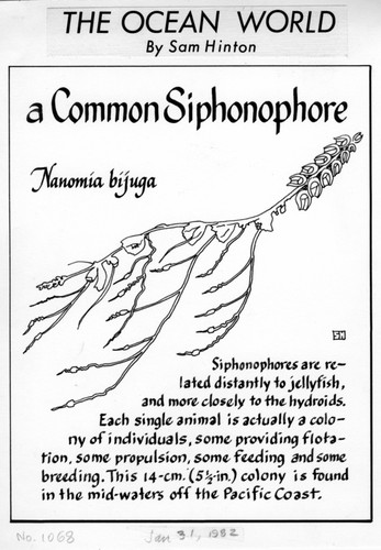 A common siphonophore: Nanomia bijuga (illustration from "The Ocean World")