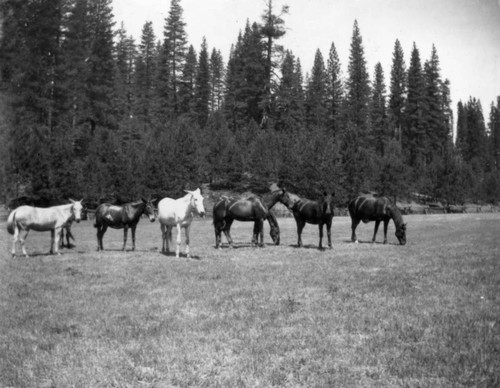 Mori's Mules in Spanish Ranch