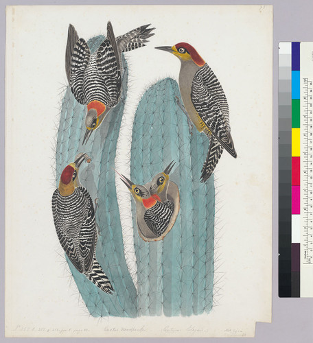 Centurus chrysogenys. Golden-cheeked Woodpecker