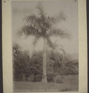 Königspalme (Oreodoza Oleracea)