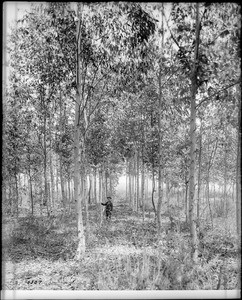 A boy standing next to one of the many eucalyptus trees in the eucalyptus grove, ca.1900