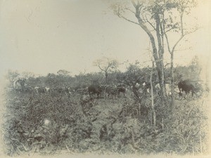 Across the bush, a wagon pulled by oxen