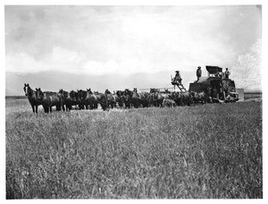 Twenty-horse harvester at work in a wheat