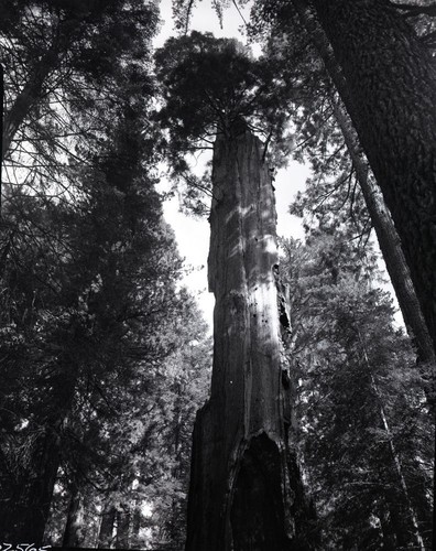 Miscellaneous Named Giant Sequoias, Black Chamber