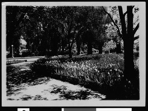 View of Westlake Park (later MacArthur Park), showing irises in bloom along a path, ca.1920/1929