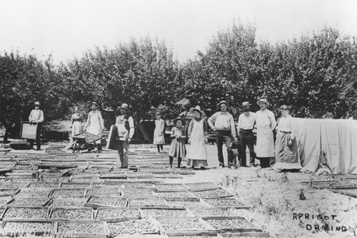 Apricot drying, McPherson, California, ca. 1900