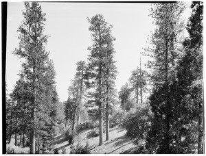 Pine flats nine miles outside of the Mount Wilson Observatory, May 1928