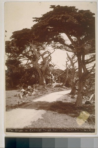 Study of cypress trees, Monterey coast, California. No. 756