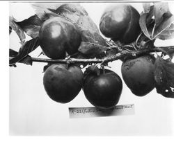 Tree branch with Burbank "Elephant Heart" plums, about 1928