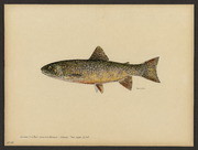Eastern brook trout (Salvelinus fontinalis Mitchell)